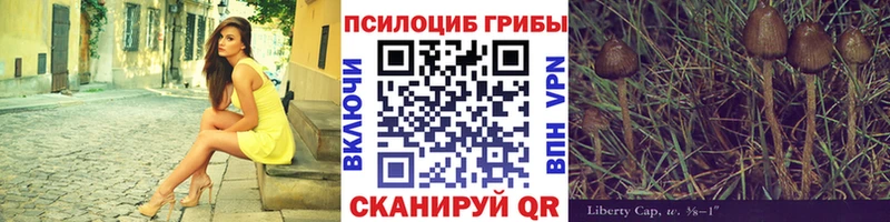 Псилоцибиновые грибы Cubensis  Строитель 
